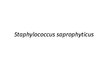 Prezentācija 'Staphylococcus saprophyticus baktērijas', 1.
