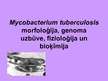 Prezentācija 'Mycobacterium tuberculosis morfoloģija, genoma uzbūve, fizioloģija un bioķīmija', 1.