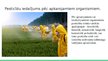 Prezentācija 'Vides piesārņojums ar pesticīdiem', 4.