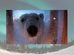 Prezentācija 'Polar Bears', 6.