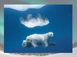 Prezentācija 'Polar Bears', 7.