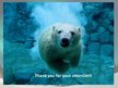 Prezentācija 'Polar Bears', 11.