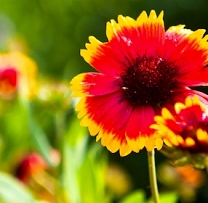 Priecīgus Līgo svētkus!