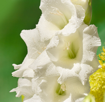 Atlants.lv sveic Zinību dienā!