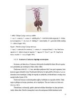 Referāts 'Zooplanktona sugu sastāvs vasaras sezonā Ādažu novada virszemes ūdensobjektos', 12.