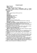 Konspekts 'Bruņneši', 10.