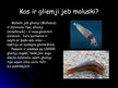 Prezentācija 'Gliemji', 2.