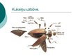 Prezentācija 'Kukaiņu klase', 5.