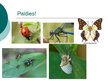 Prezentācija 'Kukaiņu klase', 10.