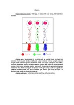 Referāts 'Stafete sportā 9.klasei', 1.