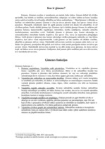 Referāts 'Ģimenes funkciju izmaiņas līdz mūsdienām', 3.