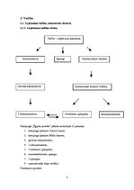 Biznesa plāns 'Kempings "Ēģiptes priedes"', 8.