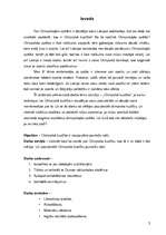 Referāts 'Olimpiskā kustība', 3.