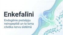 Prezentācija 'Enkefalīni', 1.