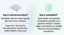 Prezentācija 'Enkefalīni', 2.