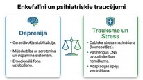 Prezentācija 'Enkefalīni', 14.