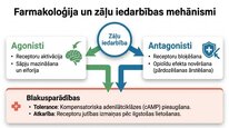 Prezentācija 'Enkefalīni', 16.