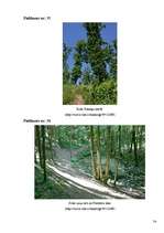 Referāts 'Maģija cauri gadsimtiem kā kultūrvēsturisks mantojums', 54.