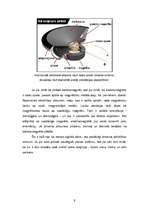 Referāts 'Skaļruņi', 9.