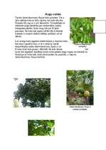 Referāts 'Dienvidaustrumu Āzija', 4.