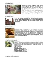 Konspekts 'Ekskursija uz Siguldu', 2.