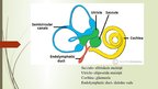 Prezentācija 'Iekšējā auss uzbūve, funkcija', 7.