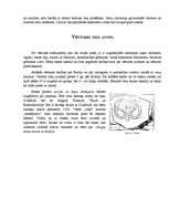 Referāts 'Vikingi', 12.