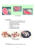 Referāts 'Uzturvērtība', 13.