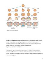 Referāts 'Близнецы - похожи или нет', 7.