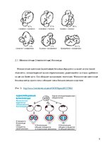 Referāts 'Близнецы - похожи или нет', 9.