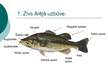 Prezentācija 'Zivis', 2.