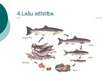 Prezentācija 'Zivis', 5.