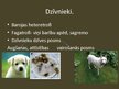 Prezentācija 'Dzīvnieki', 2.