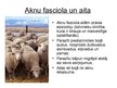 Prezentācija 'Aknu fasciolas', 3.