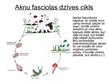 Prezentācija 'Aknu fasciolas', 8.