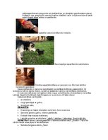 Referāts 'Labas uzvedības normas', 8.