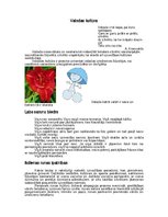 Referāts 'Labas uzvedības normas', 15.