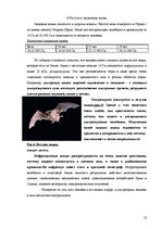 Referāts 'Звуковые волны и их влияние на человека', 12.