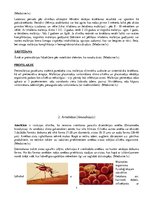 Konspekts 'Medicīniskā parazitoloģija', 5.