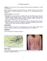 Konspekts 'Medicīniskā parazitoloģija', 7.