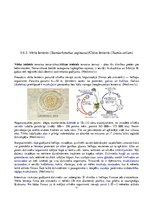 Konspekts 'Medicīniskā parazitoloģija', 17.