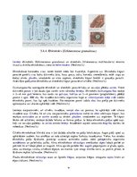 Konspekts 'Medicīniskā parazitoloģija', 19.