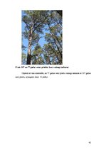 Diplomdarbs 'Meža dabiskā atjaunošanās pēc izlases cirtēm aizsargājamās dabas teritorijās', 42.