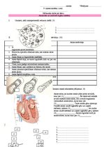 Konspekts 'Pārbaudes darbs. Asinsrites un limfrites orgānu sistēma', 1.