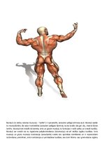 Konspekts 'Muskuļi', 2.