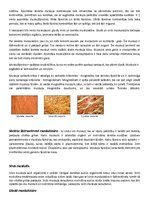 Konspekts 'Muskuļi', 3.