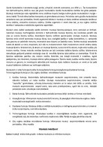 Konspekts 'Muskuļi', 4.