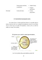 Konspekts 'Enzīmu izmantošana dzērienu ražošanā', 10.