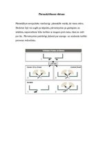 Paraugs 'Ēku pārmeklēšana', 5.