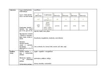 Konspekts 'Morfoloģijas pamati', 4.